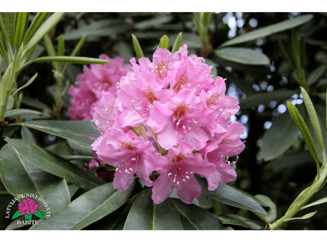 Rhododendron   'Babītes Elita'